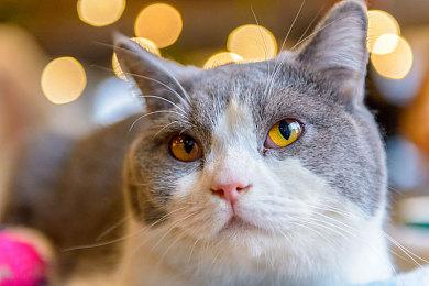 《自杀小队：消灭正义联盟》发售一个月便打折 PC版没人玩了